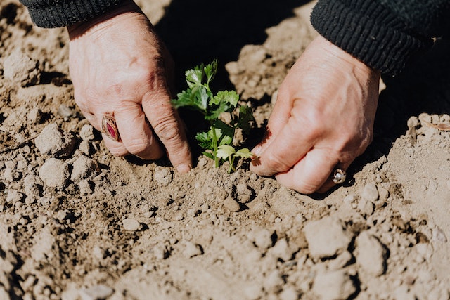 Gartenteiche anlegen So geht’s